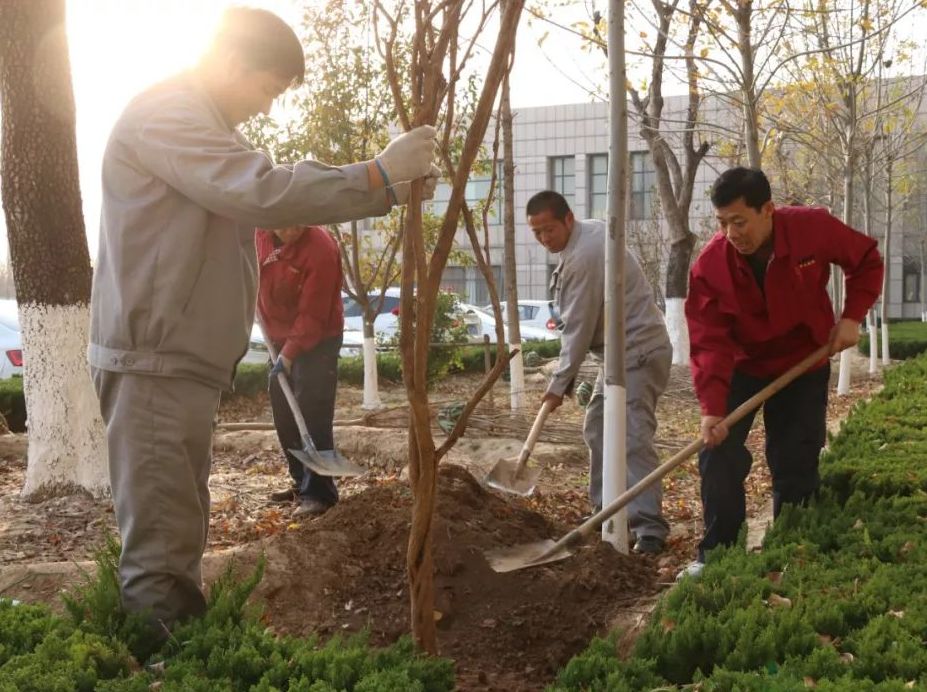 冬添新绿 蓬勃生机 | 万达宝通轮胎组织开展植树绿化活动
